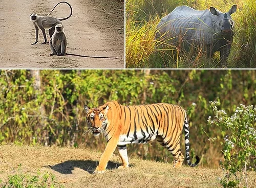 Excursiones de vida silvestre